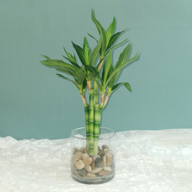 Aquarium Plant Display - ต้นไผ่กวนอิมเทียมขนาด 40 ซม. พร้อมกระถางสีเขียว สำหรับตกแต่งสวนกลางแจ้ง โต๊ะอาหาร