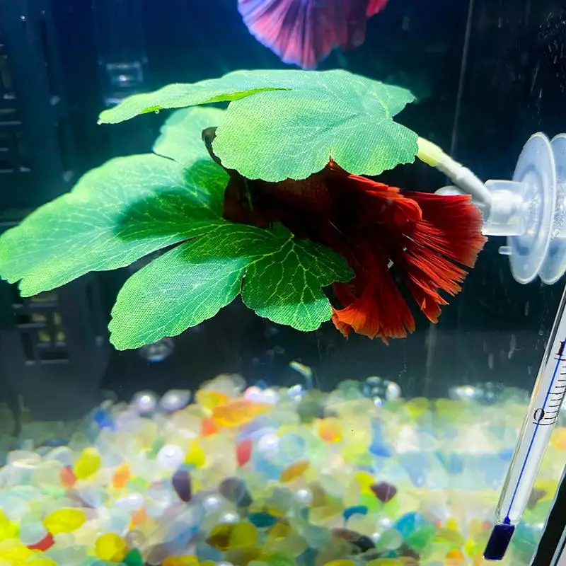 Planted Aquarium For Betta - เปลใบไม้สำหรับปลากัด ตกแต่งตู้ปลา ใช้สำหรับพักผ่อนและวางไข่ พร้อมต้นไม้ตกแต่งตู้ปลา