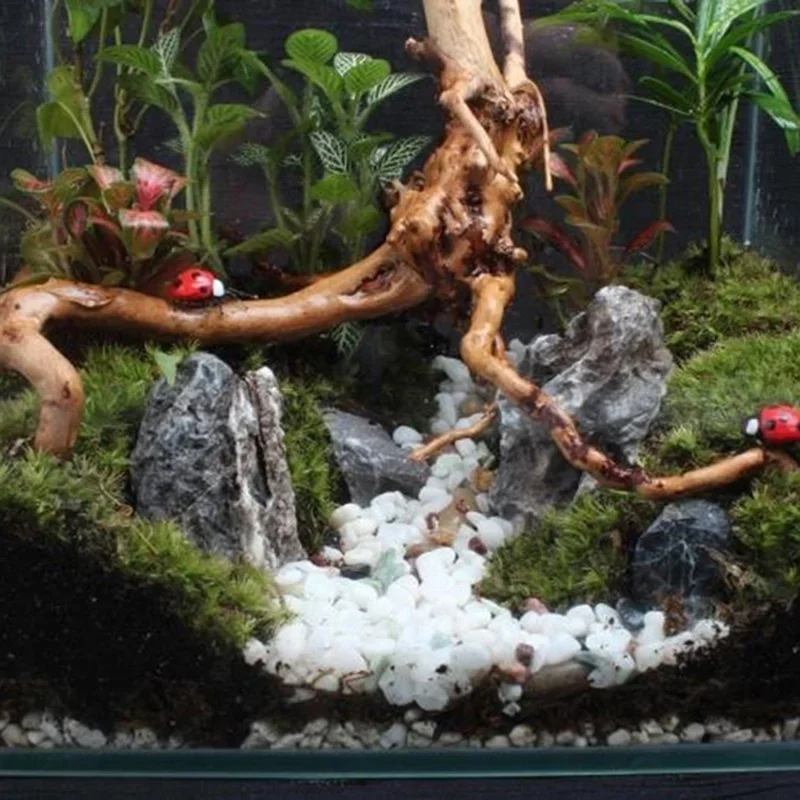 ต้นไม้ธรรมชาติลำต้นไม้ดริฟท์วู - Aquarium Plant Root Tabs บทวิจารณ์และราคา