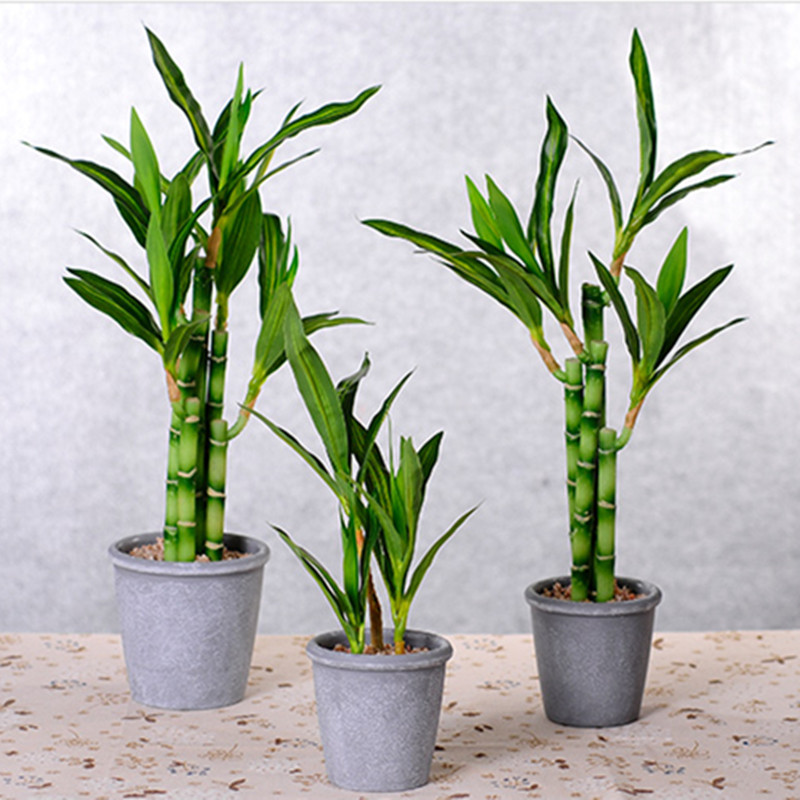 ต้นไผ่กวนอิมเทียมขนาด 40 ซม. พ - Aquarium Plant Display บทวิจารณ์และราคา