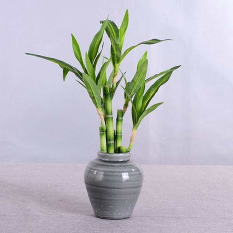 ต้นไผ่กวนอิมเทียมขนาด 40 ซม. พ - Aquarium Plant Display บทวิจารณ์และราคา