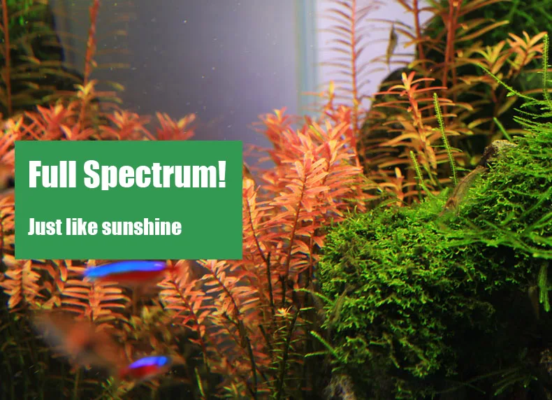 Chihiros C Series ADA สไตล์พืช - Aquarium Plant Growing บทวิจารณ์และราคา