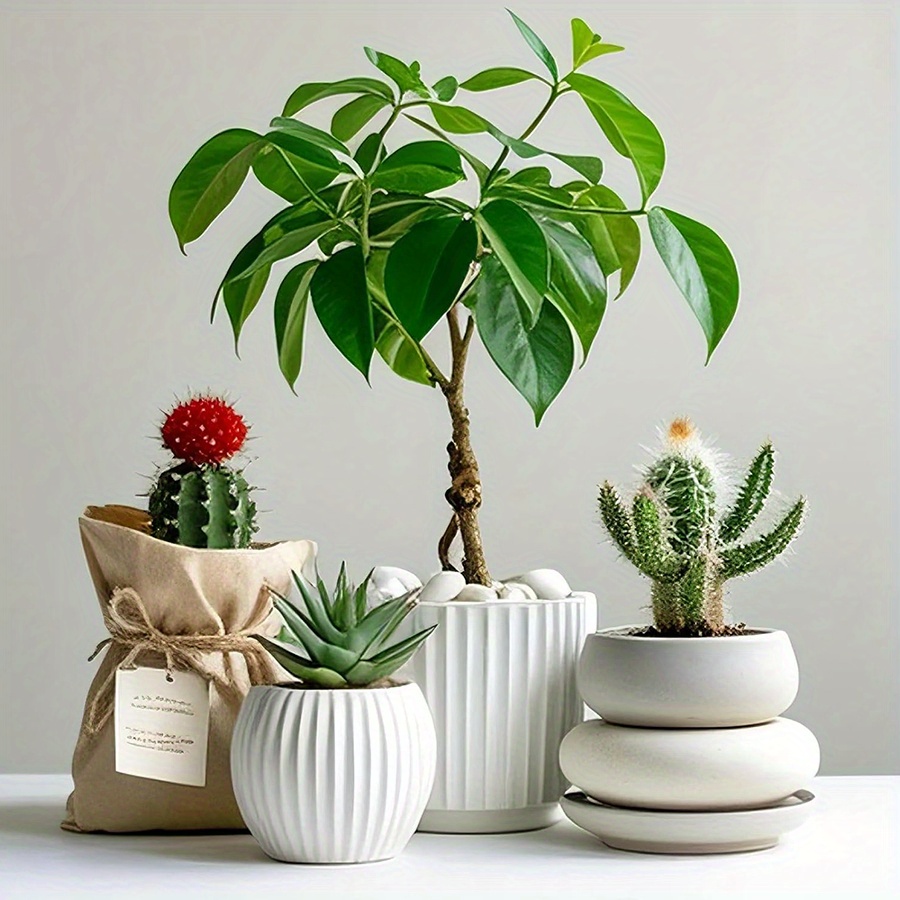 หินกรวดขัดเงาสีขาวธรรมชาติ ขนา - Aquarium Plant Display บทวิจารณ์และราคา