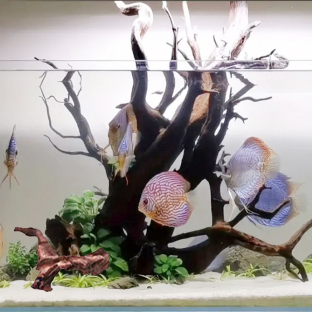 ไม้ปะการังรูปทรงแปลกตา ไม้ธรรม - Aquarium Plant Root Tabs บทวิจารณ์และราคา