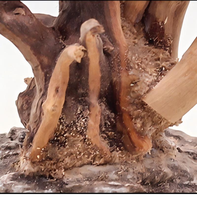 1PC Aquarium ภูมิทัศน์เครื่องป - Aquarium Plant Root Tabs บทวิจารณ์และราคา