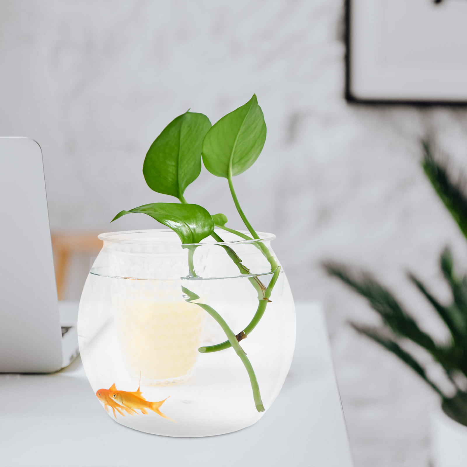 ตู้ปลาทรงกลมกันแตก ทำจากพลาสติ - Planted Aquarium For Goldfish บทวิจารณ์และราคา