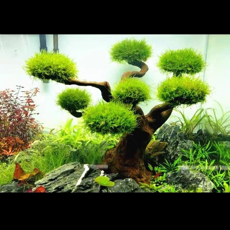 พิพิธภัณฑ์สัตว์น้ํา Driftwood  - Aquarium Plant Root Tabs บทวิจารณ์และราคา