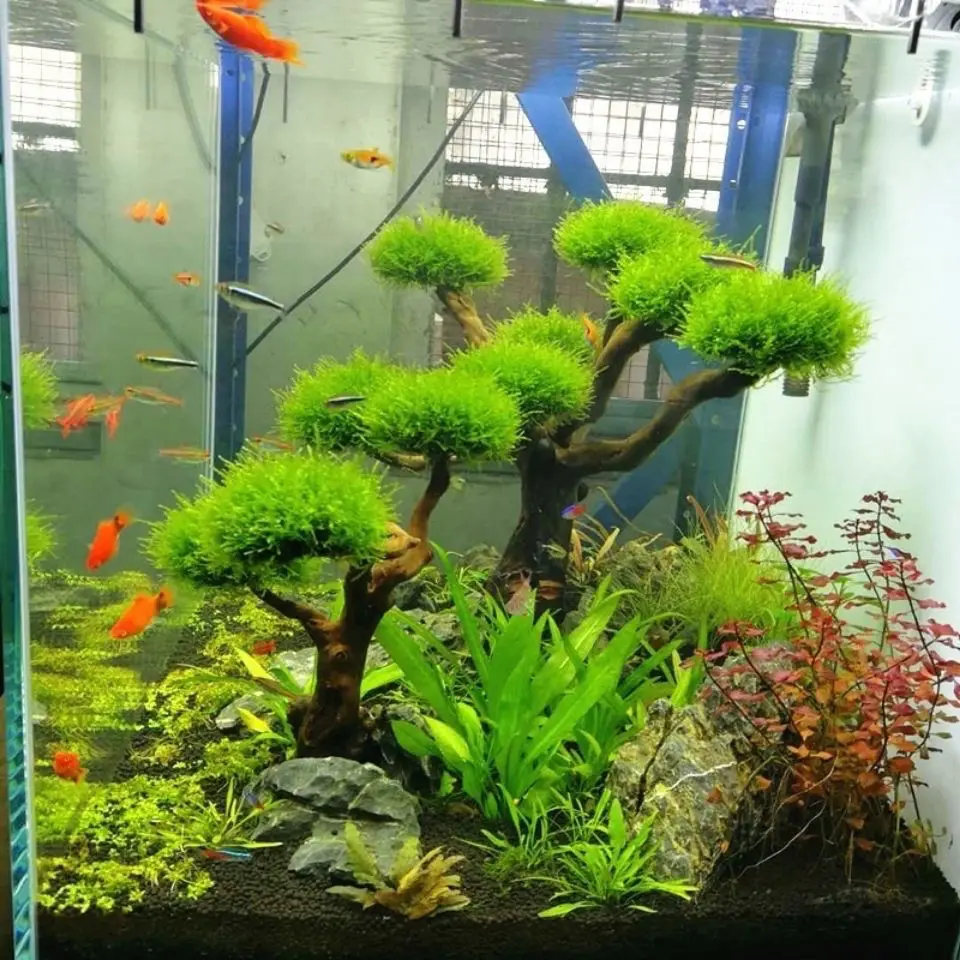 พิพิธภัณฑ์สัตว์น้ํา Driftwood  - Aquarium Plant Root Tabs บทวิจารณ์และราคา