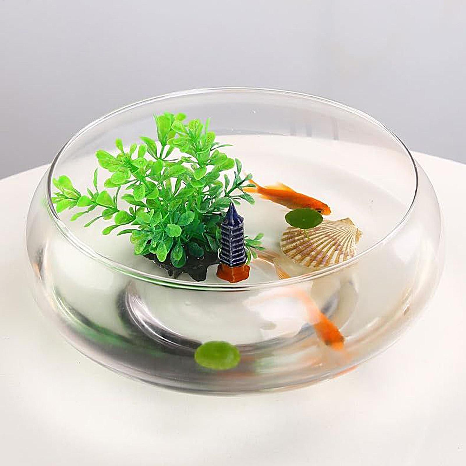 ชามแก้วสำหรับปลา ชามแก้วขนาดให - Planted Aquarium For Goldfish บทวิจารณ์และราคา