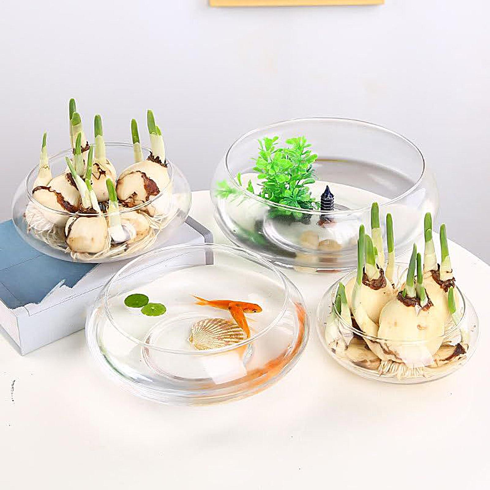 ชามแก้วสำหรับปลา ชามแก้วขนาดให - Planted Aquarium For Goldfish บทวิจารณ์และราคา