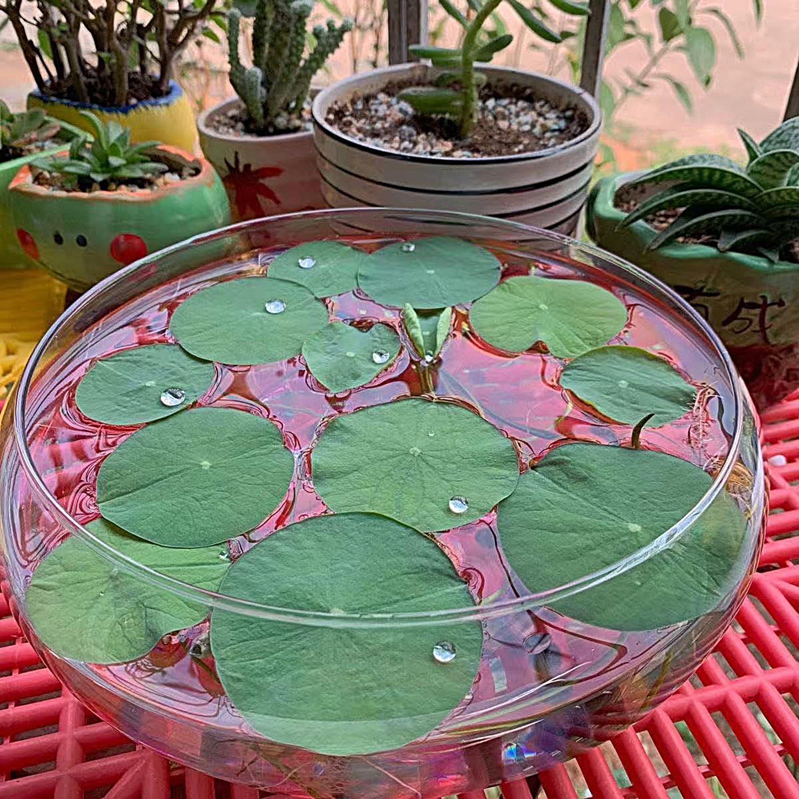 ชามแก้วสำหรับปลา ชามแก้วขนาดให - Planted Aquarium For Goldfish บทวิจารณ์และราคา